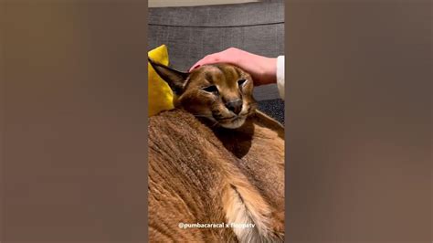 Sexual massage Caracal